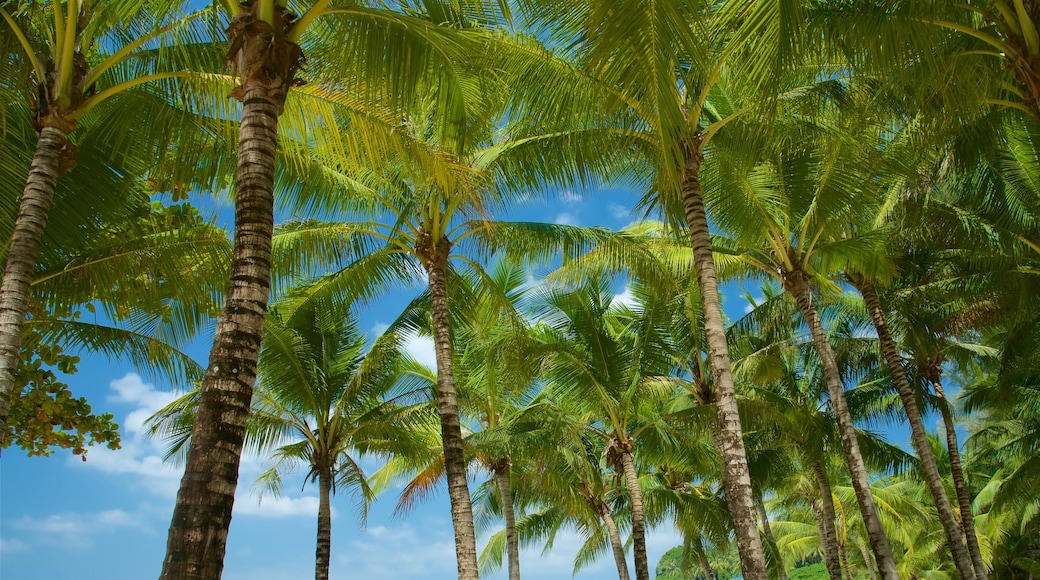 Surin Beach which includes general coastal views