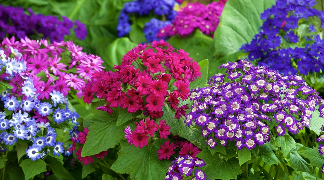 Bhuping Palace mit einem Blumen