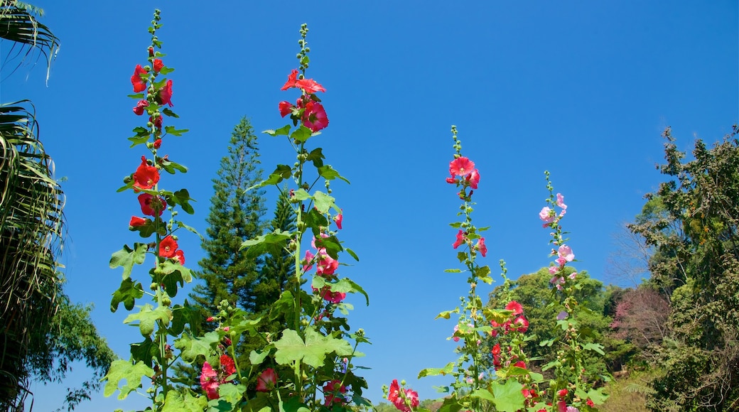 Doi Suthep-Pui National Park featuring flowers and a park