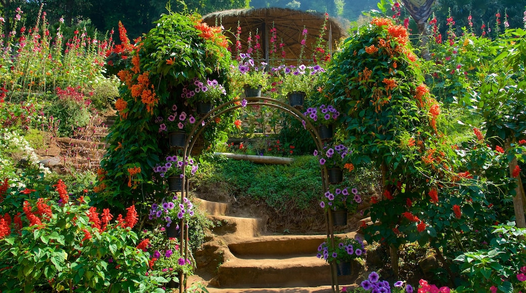 Doi Suthep-Pui National Park showing flowers and a garden