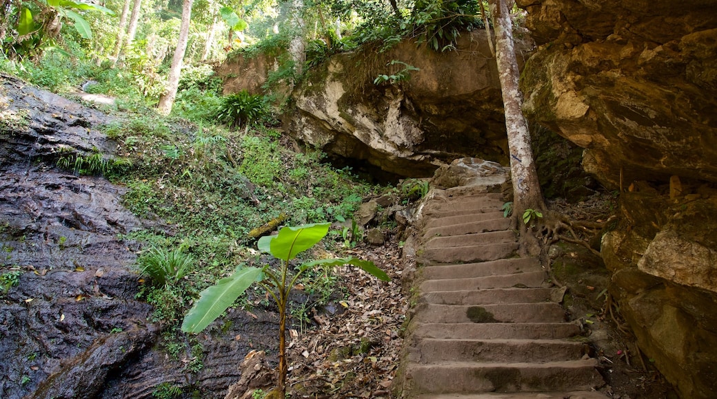 Doi Suthep-Pui National Park featuring a garden