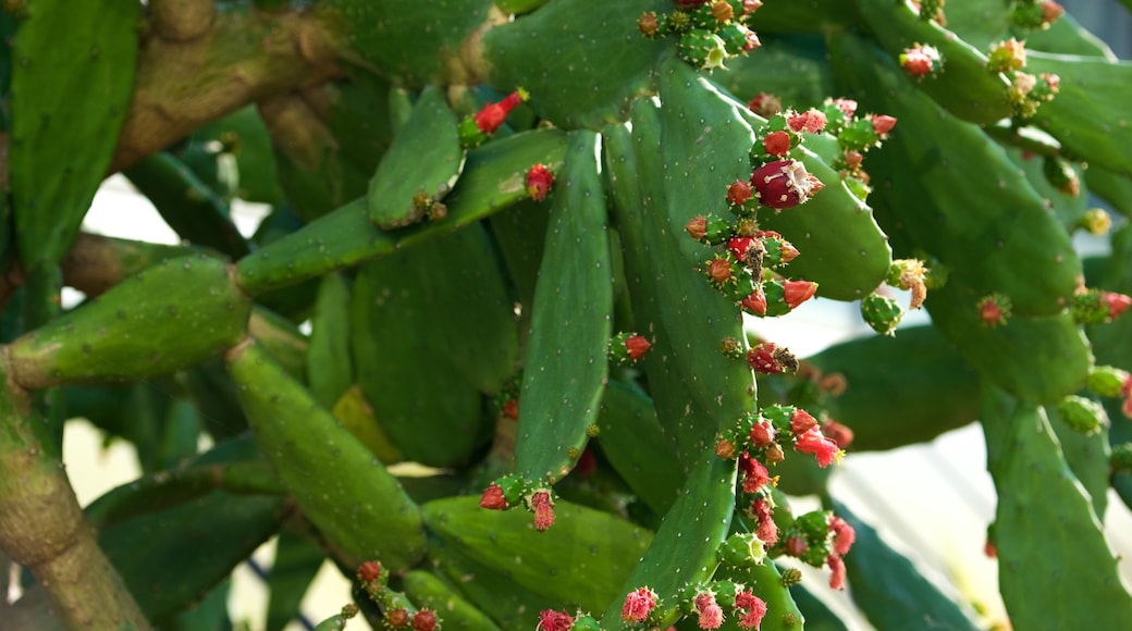 Queen Sirikits botaniska trädgård som inkluderar blommor