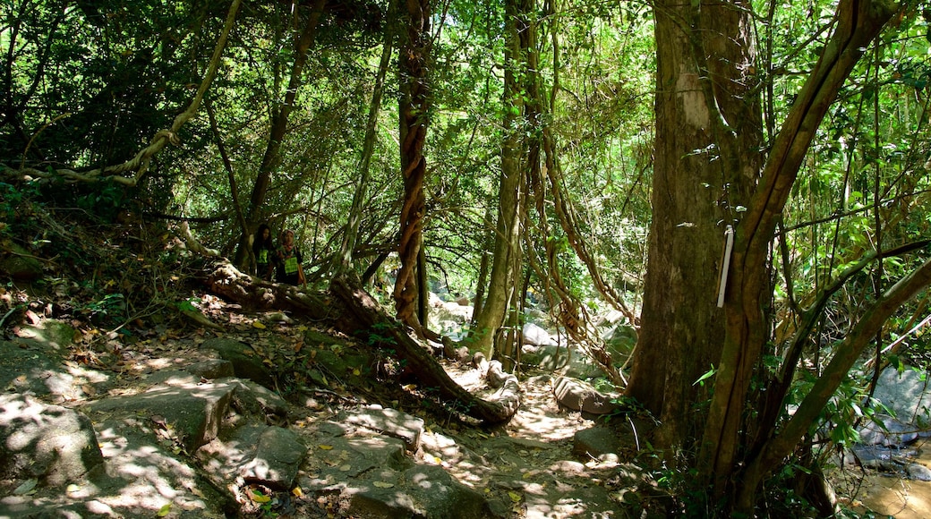 Phuket qui includes forêt vierge