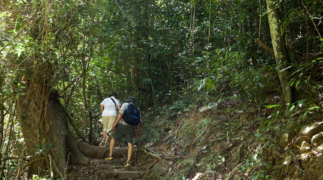 Bang Pae Waterfall showing forests and hiking or walking as well as a couple