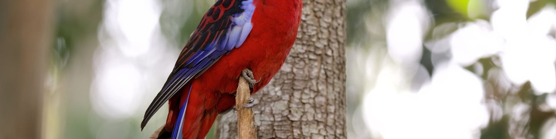 Aire de pique-nique Grants qui includes vie des oiseaux
