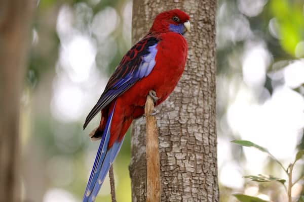 Grants Picnic Area featuring bird life