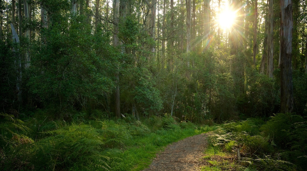 Sherbrooke Forest showing a garden