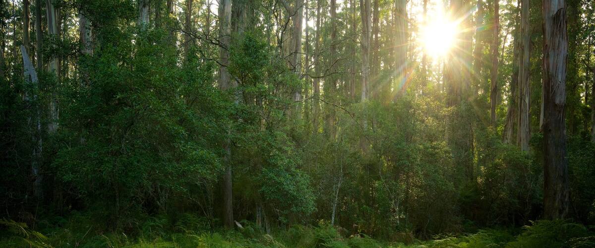 Sherbrooke Forest showing a garden