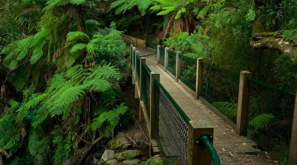 Sherbrooke Forest showing a garden