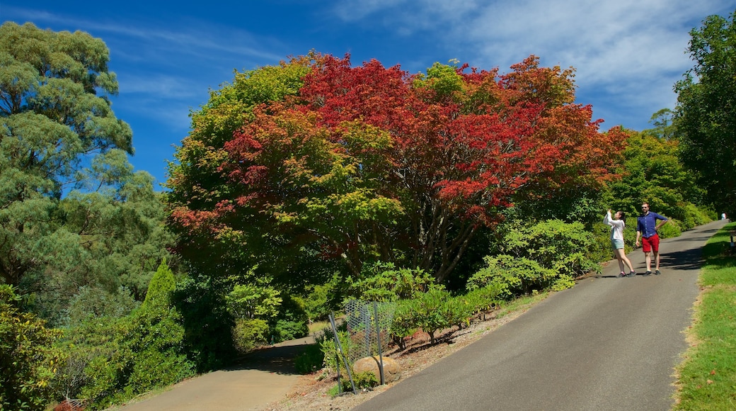 National Rhododendron Gardens showing hiking or walking as well as a couple