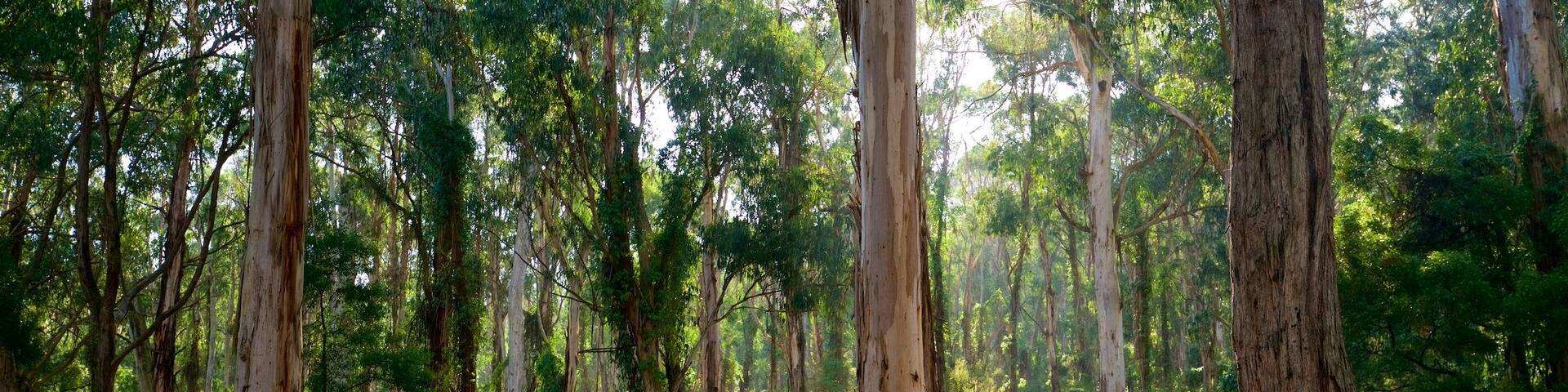 Dandenong Ranges National Park