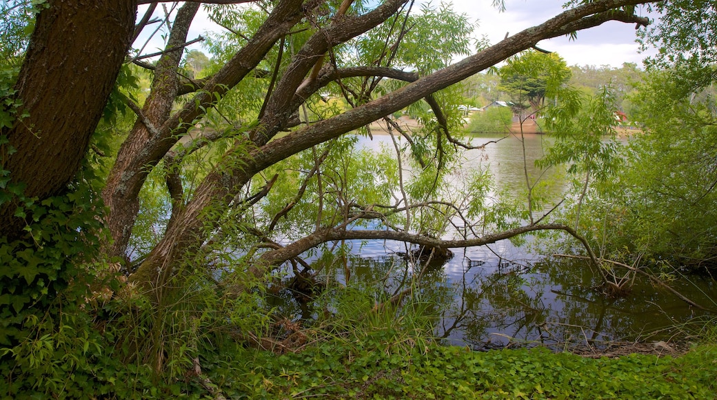 Daylesford which includes mangroves