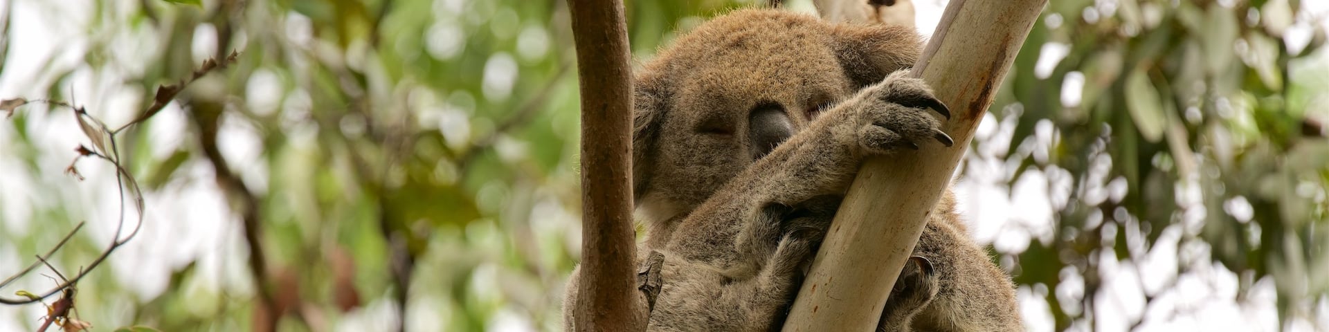 Koala Conservation Centre which includes cuddly or friendly animals