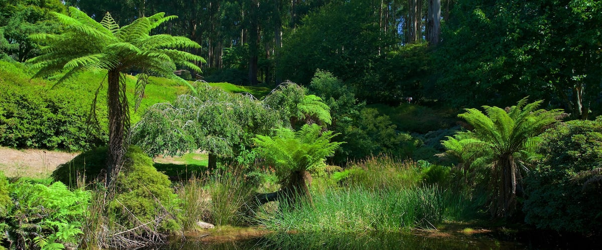 National Rhododendron Gardens showing a park