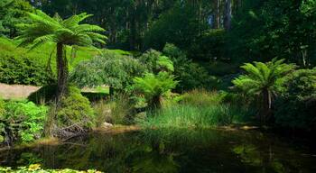 National Rhododendron Gardens featuring a garden