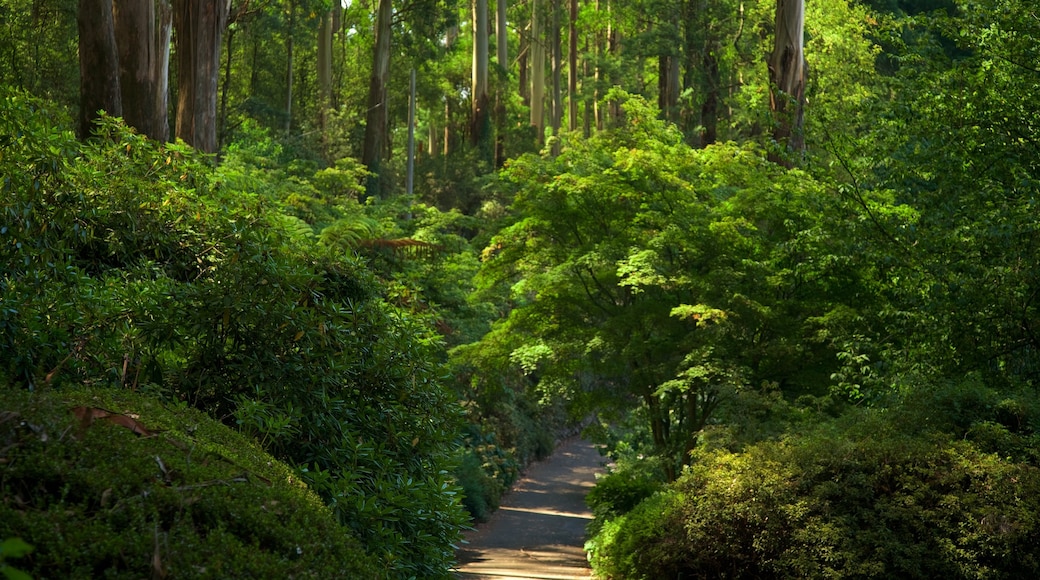 Olinda showing a park