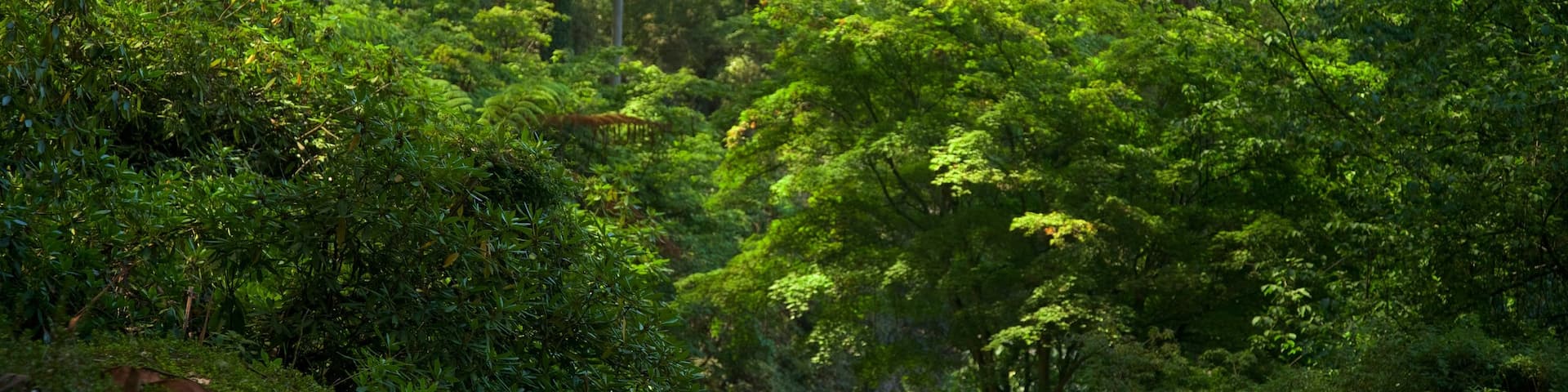 Olinda featuring a park