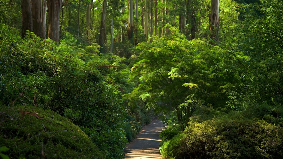 Olinda inclusief een tuin