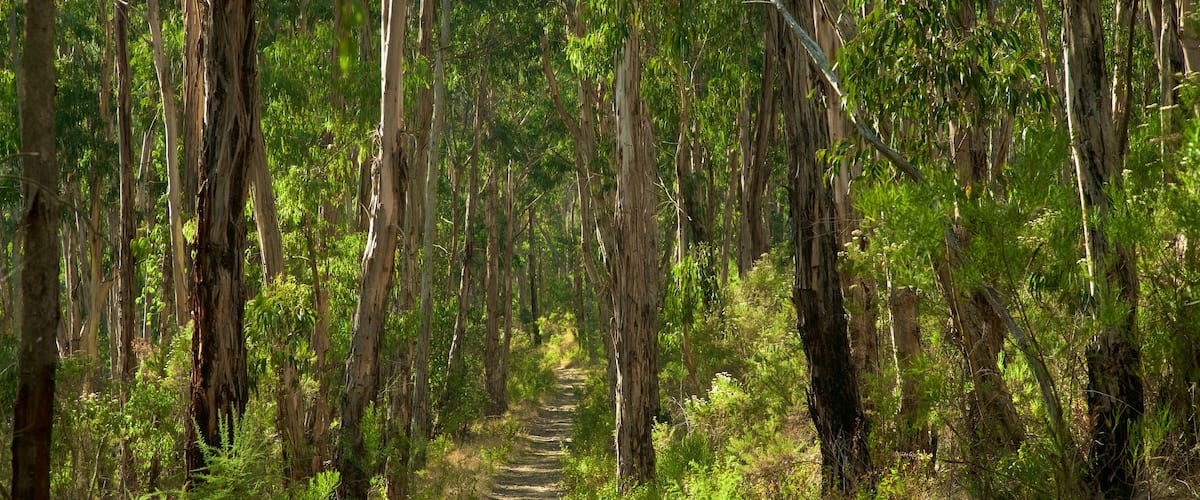 Dandenong Ranges National Park featuring rainforest