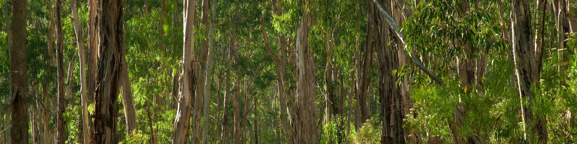 Sassafras, Melbourne, Victoria, Australia