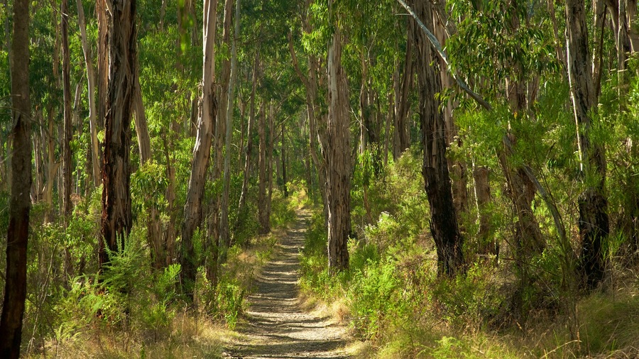 Dandenong Ranges National Park which includes rainforest