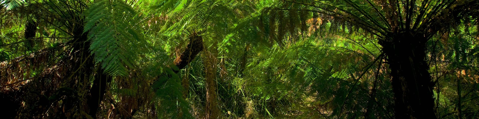 Dandenong Ranges National Park showing rainforest
