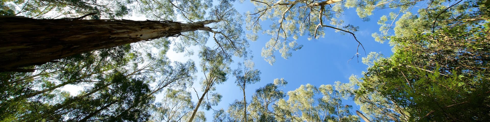 Dandenong Ranges National Park showing rainforest