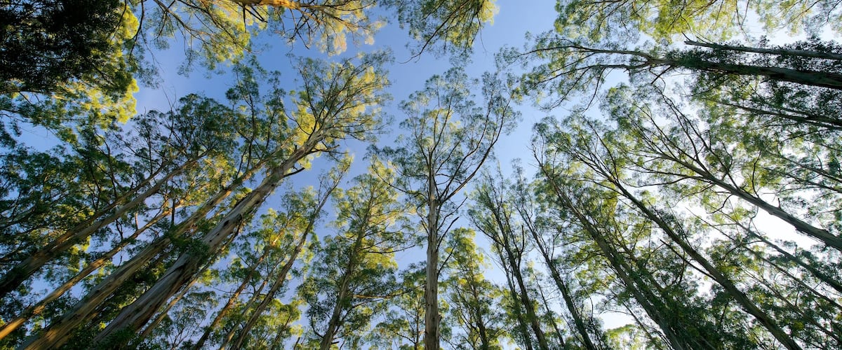 Sherbrooke Forest