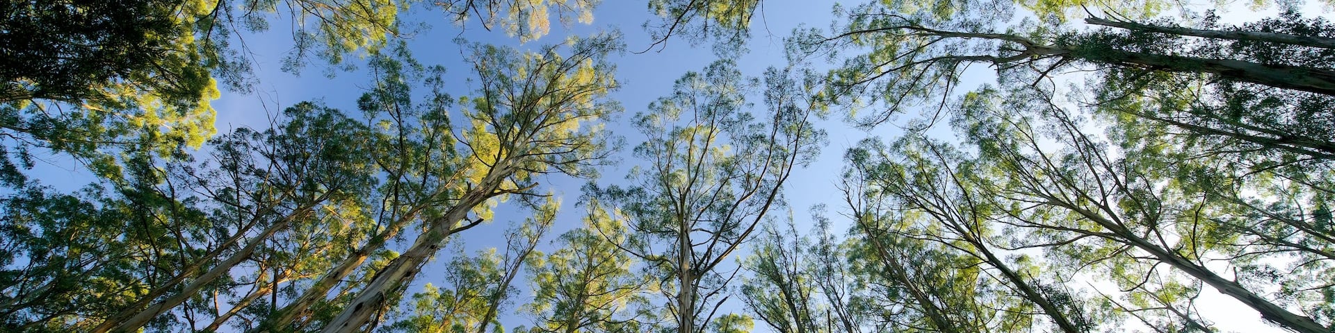 Sherbrooke Forest