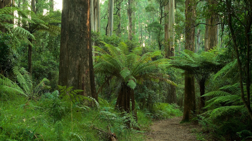 Sherbrooke Forest which includes rainforest