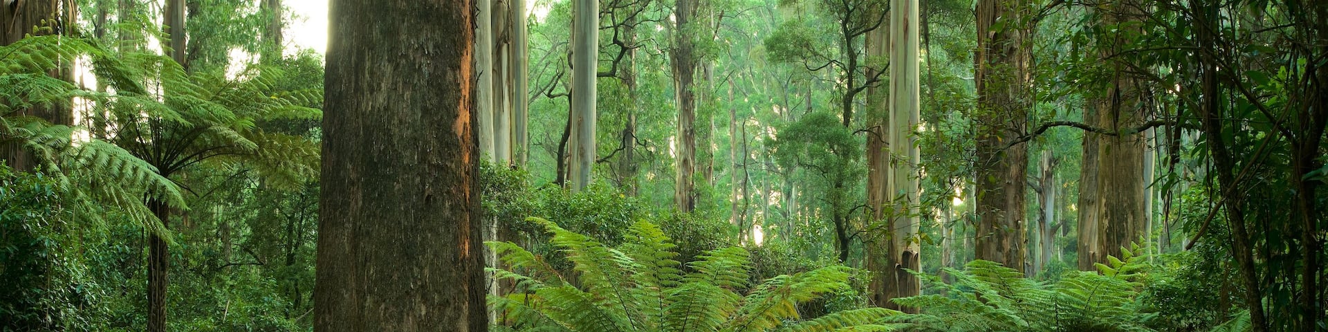 Sherbrooke Forest which includes rainforest