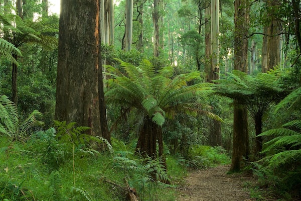 Sherbrooke Forest which includes rainforest