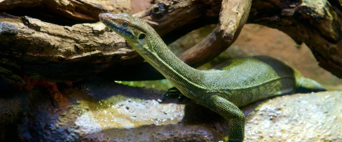 Healesville Wildlife Sanctuary which includes animals