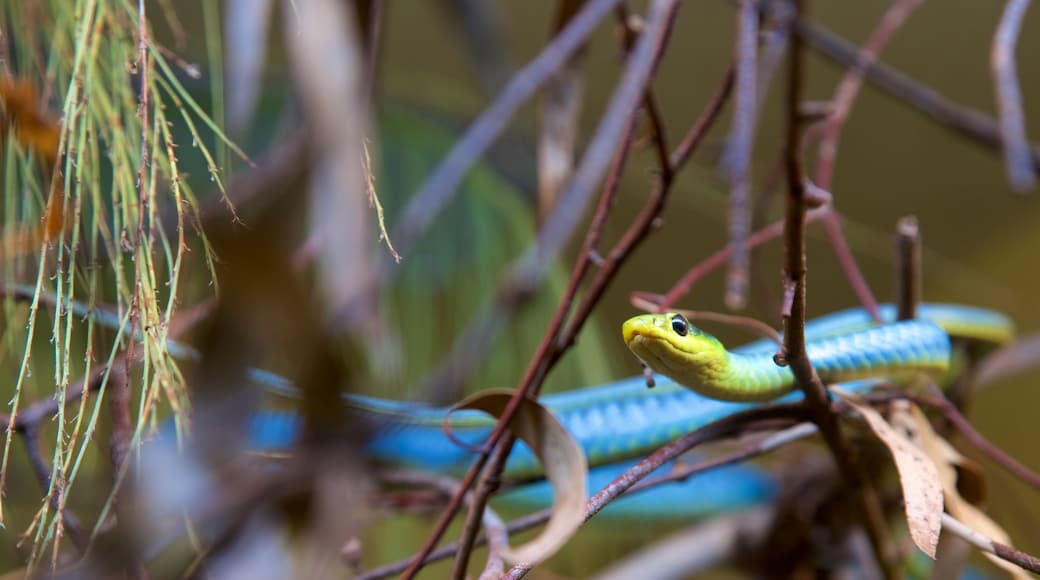 Healesville Wildlife Sanctuary featuring animals