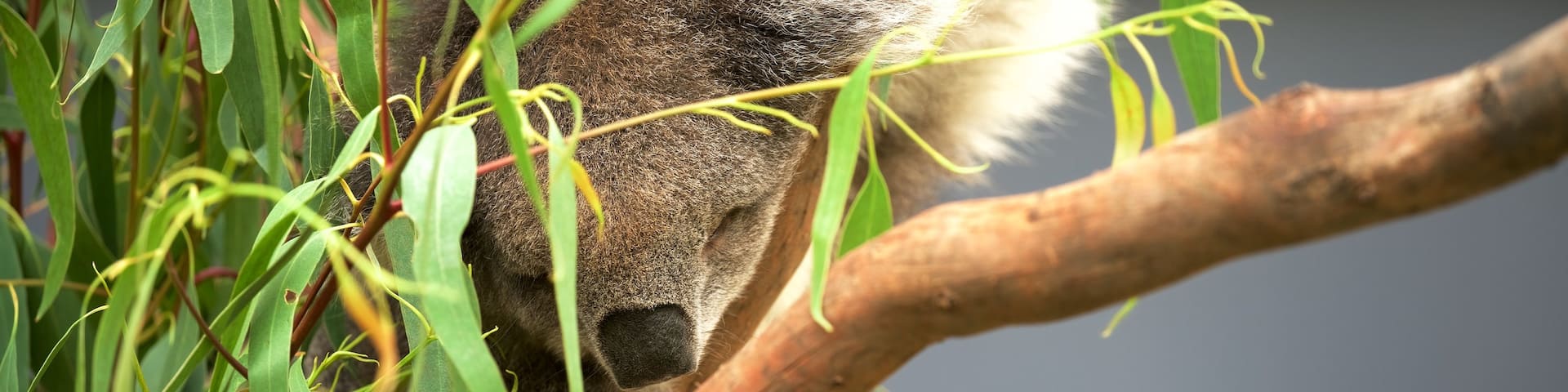 Healesville Wildlife Sanctuary showing cuddly or friendly animals