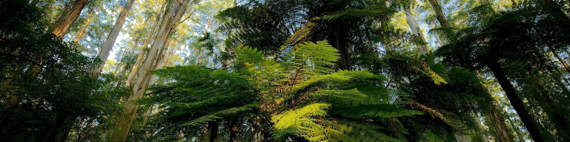 Sherbrooke Forest which includes forest scenes