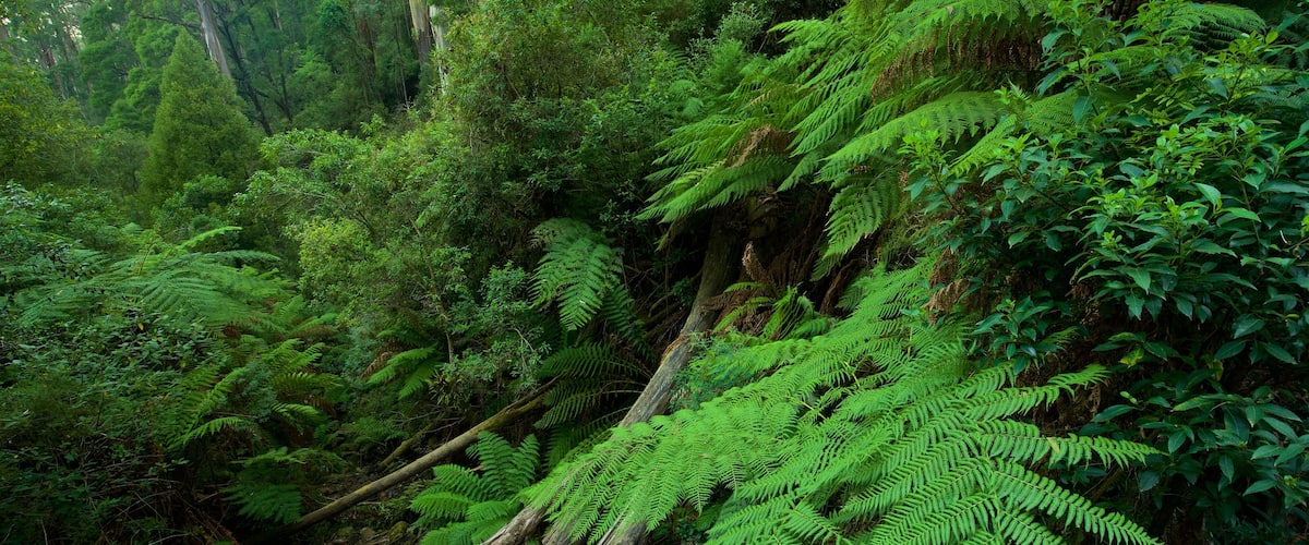 Sherbrooke Forest featuring forest scenes