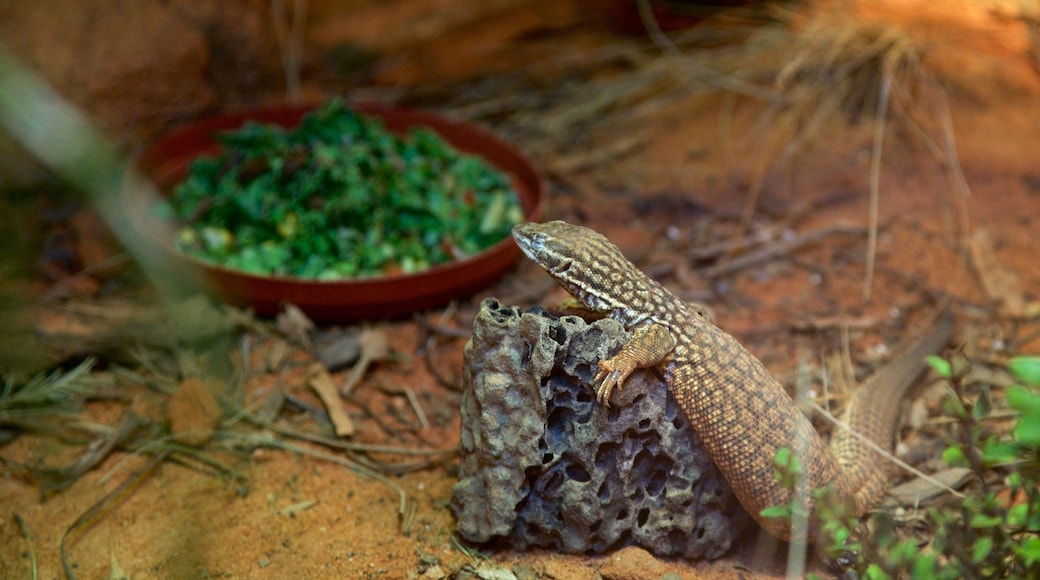 Healesville Wildlife Sanctuary caracterizando animais