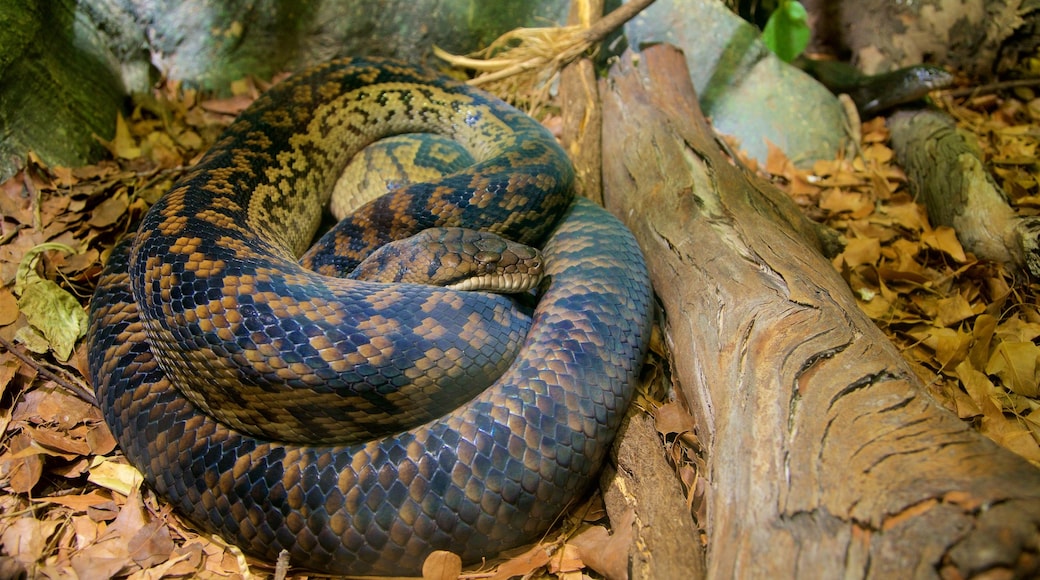 Healesville Wildlife Sanctuary showing animals