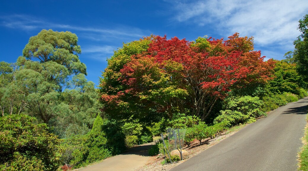 National Rhododendron Gardens featuring a garden