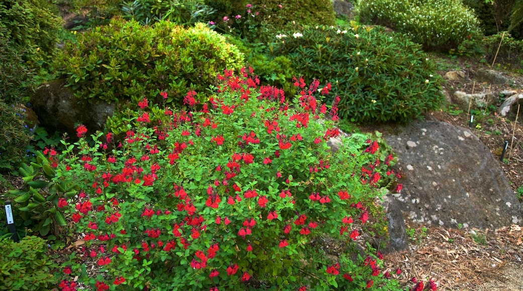 National Rhododendron Gardens showing a park