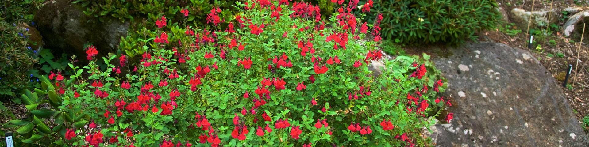 National Rhododendron Gardens featuring a garden