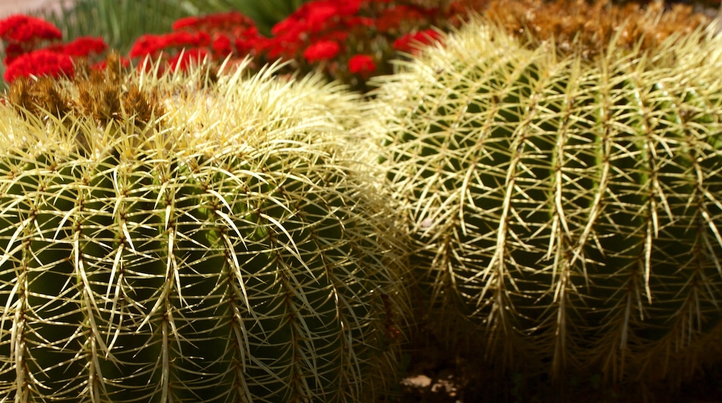 Royal Botanic Gardens showing a garden