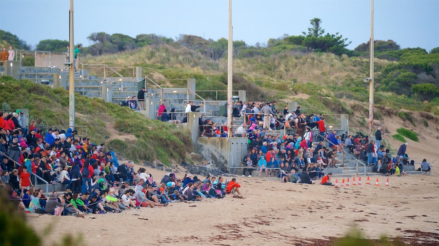 Penguin Parade showing a beach as well as a large group of people