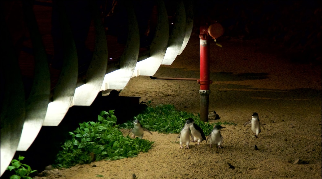 Penguin Parade showing a beach and bird life