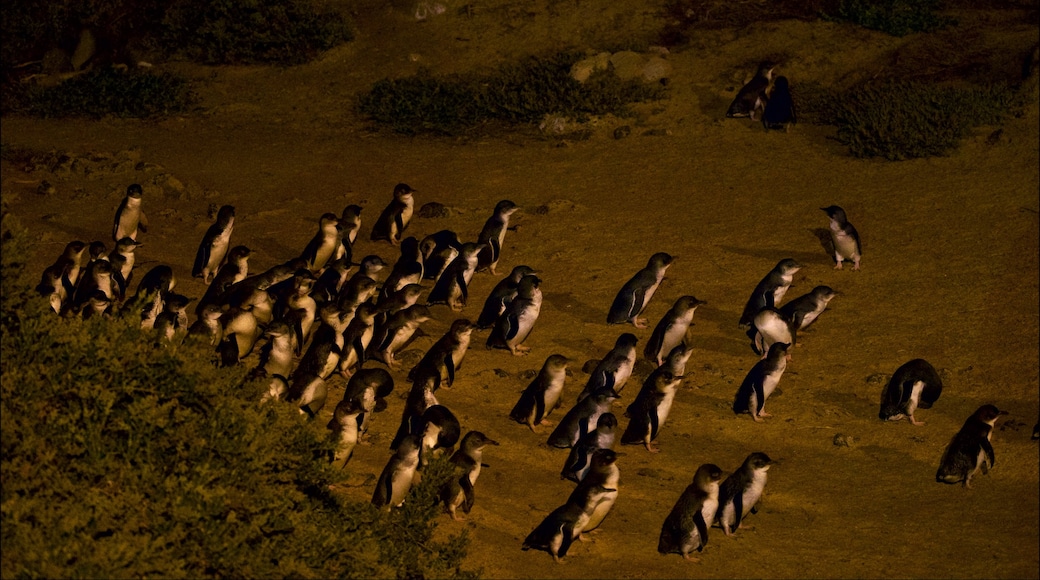 Sfilata dei pinguini che include volatili e spiaggia