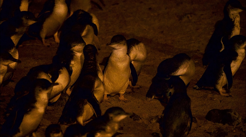 Penguin Parade featuring a sandy beach and bird life