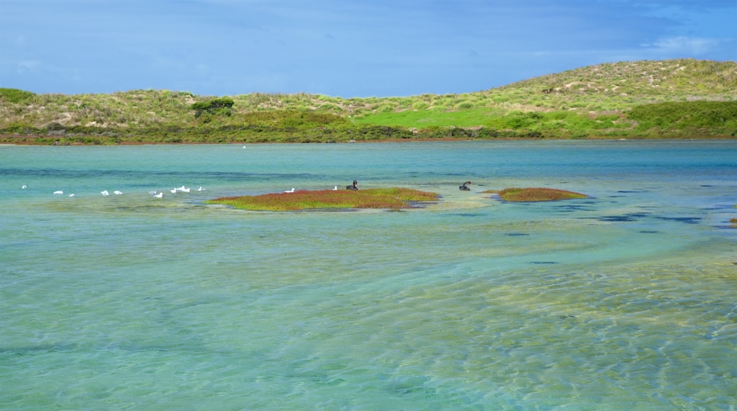 Griffiths Island Lighthouse which includes a bay or harbour