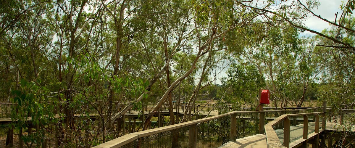 Phillip Island showing a garden