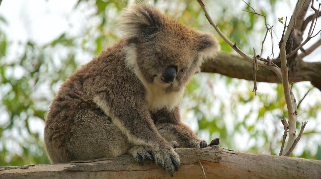 Phillip Island showing zoo animals and cuddly or friendly animals